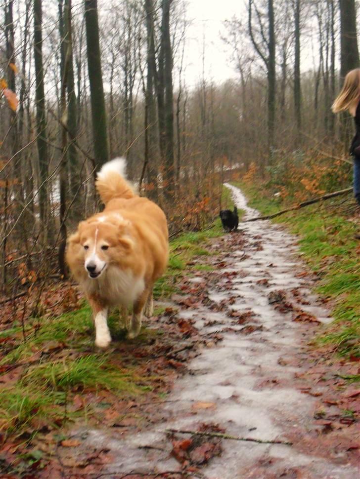 Shetland sheepdog Mille - Mille og Gaffel er ude og køre i sæbekassebil :) billede 9