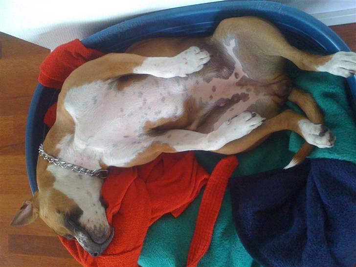 Amerikansk staffordshire terrier Tiggi - træt hund billede 6