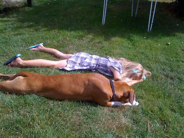 Amerikansk staffordshire terrier Tiggi - Ligger og soler mig med Sofie *S* billede 7