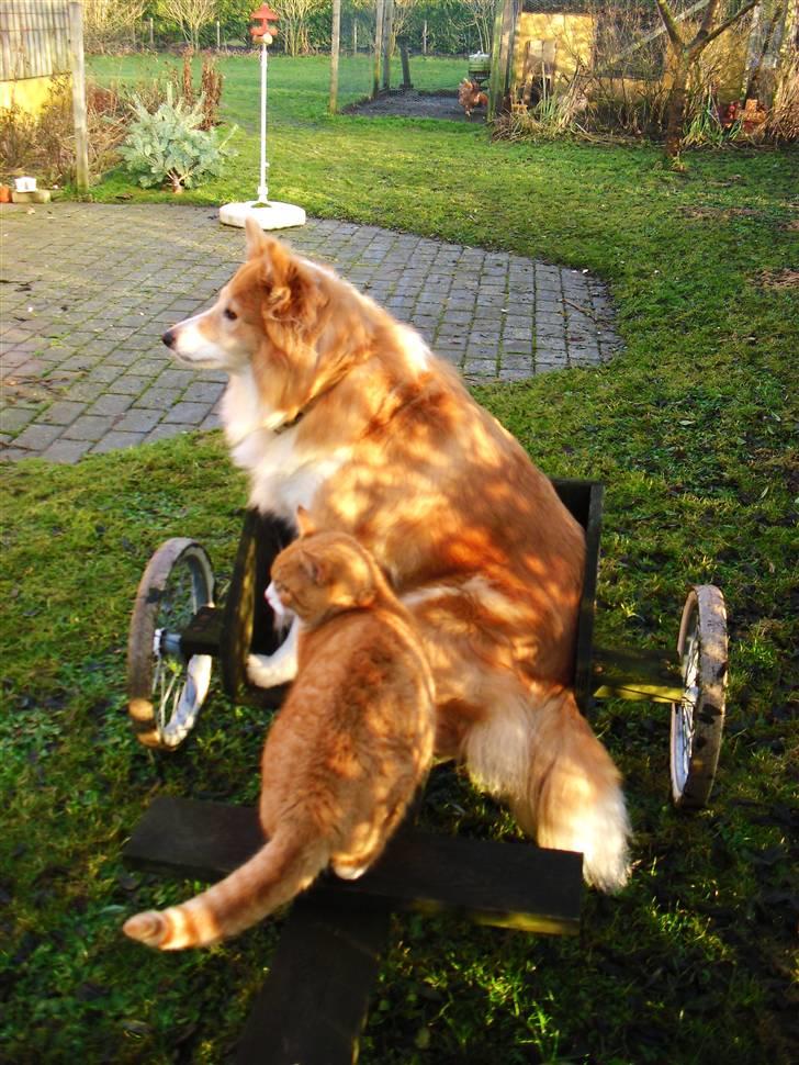 Shetland sheepdog Mille billede 11