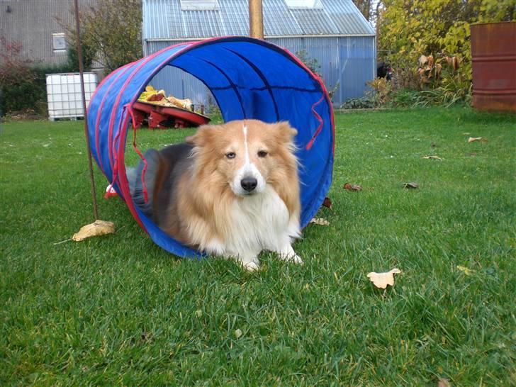 Shetland sheepdog Mille billede 12
