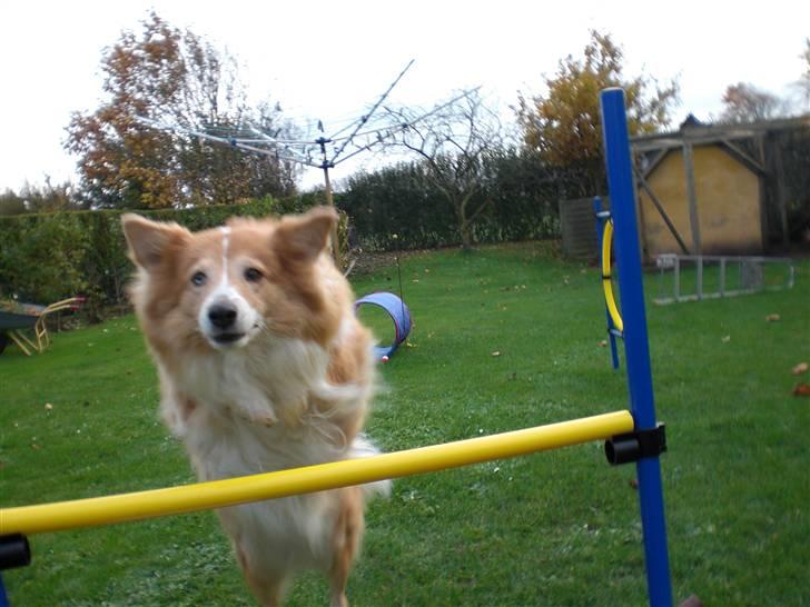 Shetland sheepdog Mille billede 13
