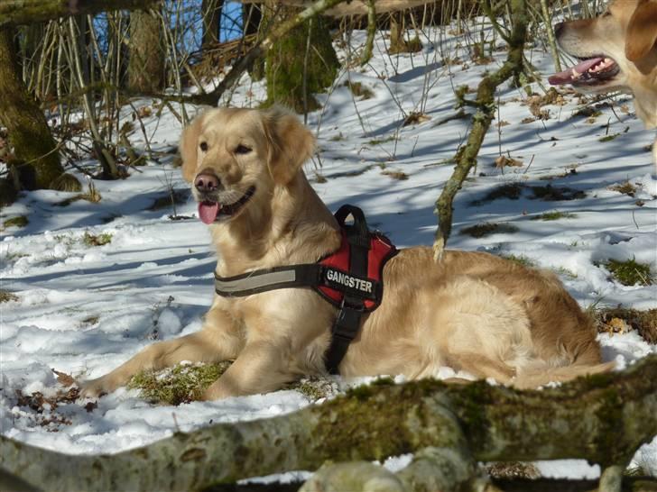 Golden retriever Melba - lækker lækker billede 16