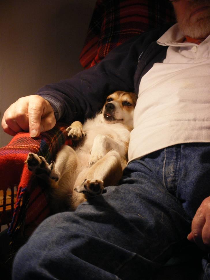 Norsk lundehund Ulfrigga Lundes Edda (3.11.01 - 19.7.12) - Edda hygger sig i lænestolen... og så må far flytte sig så hun får plads ;-) billede 11