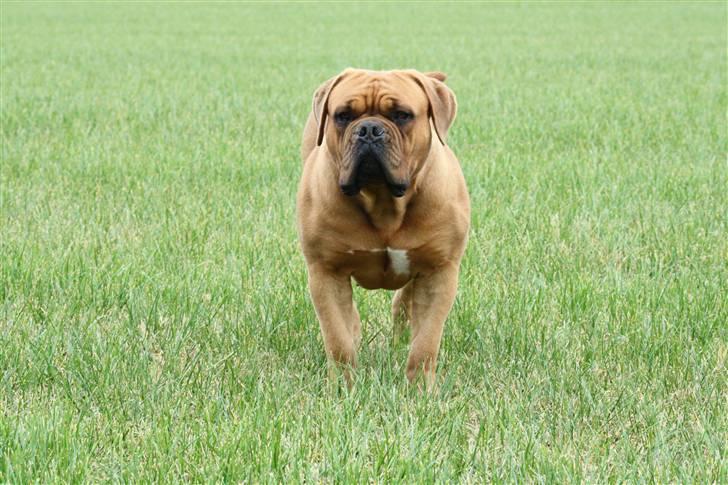 Dogue de bordeaux samia (Himmelhund) billede 18