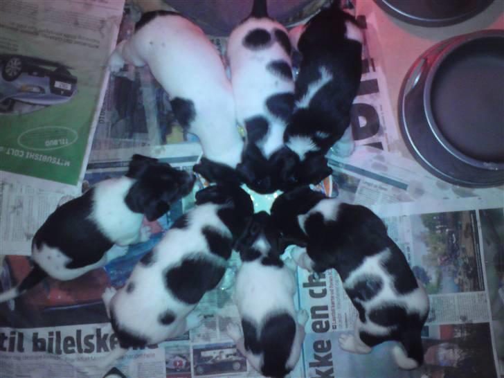 Dansk svensk gaardhund Carla - Nu er vi blevet så store så vi kan søppe lidt A38. Vi er klar til vores nye hjem d.22-11-09, og ikke en dag før!! :-)) billede 12