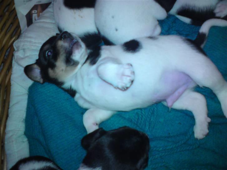 Dansk svensk gaardhund Carla - Og elsker og ligge varmen. billede 13