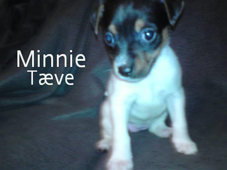 Dansk svensk gaardhund Carla - Vi er 3 hanner og 4 tæver, dog er minnie reserveret! Ring 26238888 !!!!!!! billede 14