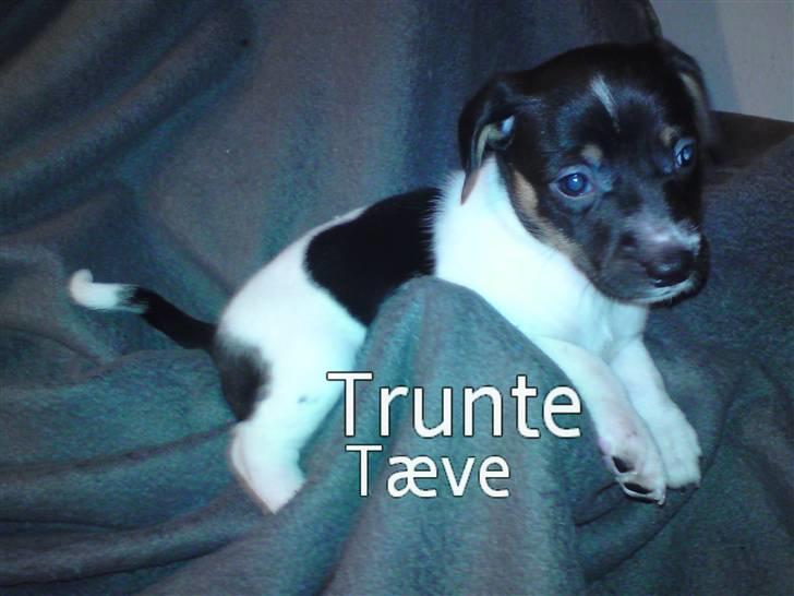 Dansk svensk gaardhund Carla - Et dejligt stueopdræt, vandt til og være i hænder hver dag...  Den mindste, Sille ligger sig til rette i den varme kurv! billede 15