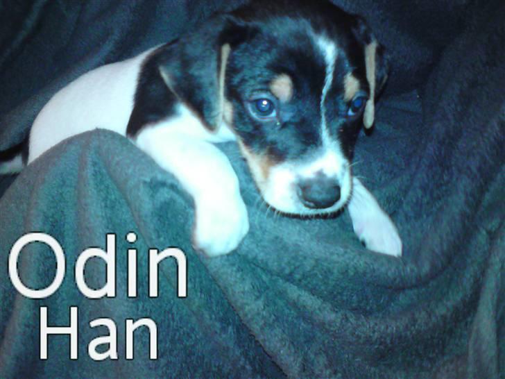 Dansk svensk gaardhund Carla - Vi er alle til salg for 2500,- pr. stk.  med et depositum på 500,- ved bestilling. Ud over det kommer chip prisen!! :-) Alle er ormebehandlet min. 2 gange! ring hvis du er blevet forelsket 26238888!!!! billede 16