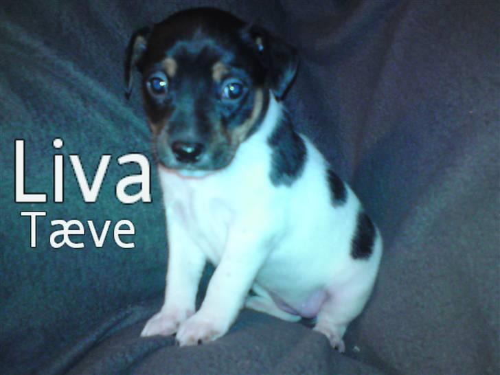 Dansk svensk gaardhund Carla - Liva den skønne billede 19