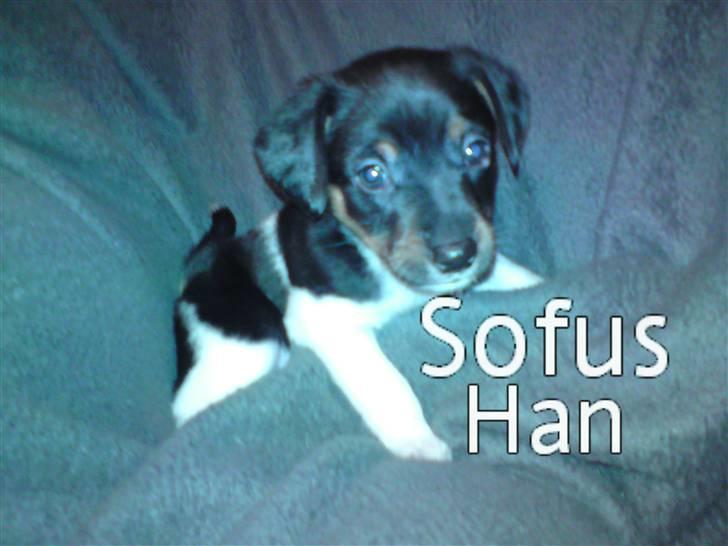 Dansk svensk gaardhund Carla - Kig kig... billede 20