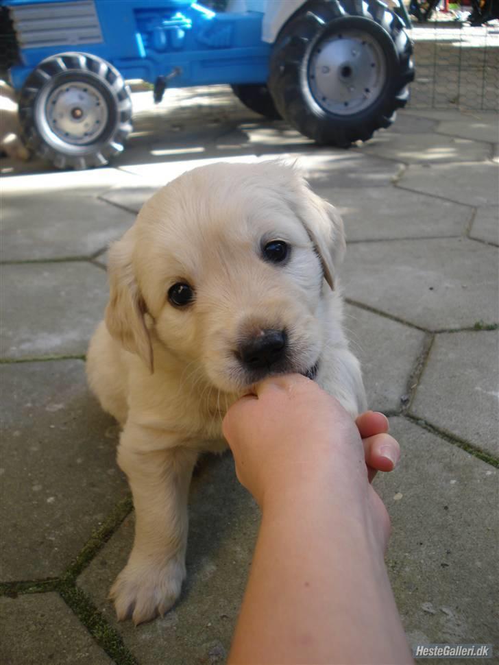 Golden retriever Melba - 4 uger gammel billede 17