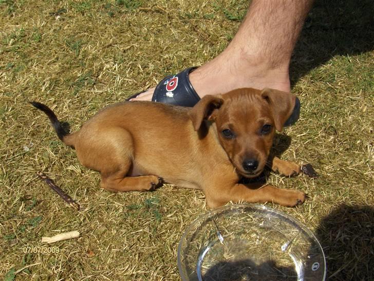 Blanding af racer king billede 2