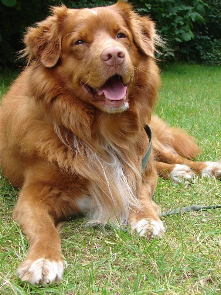 Nova scotia duck tolling retriever Gandalf (2003-2010) billede 9
