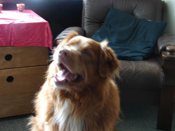 Nova scotia duck tolling retriever Gandalf (2003-2010) billede 10