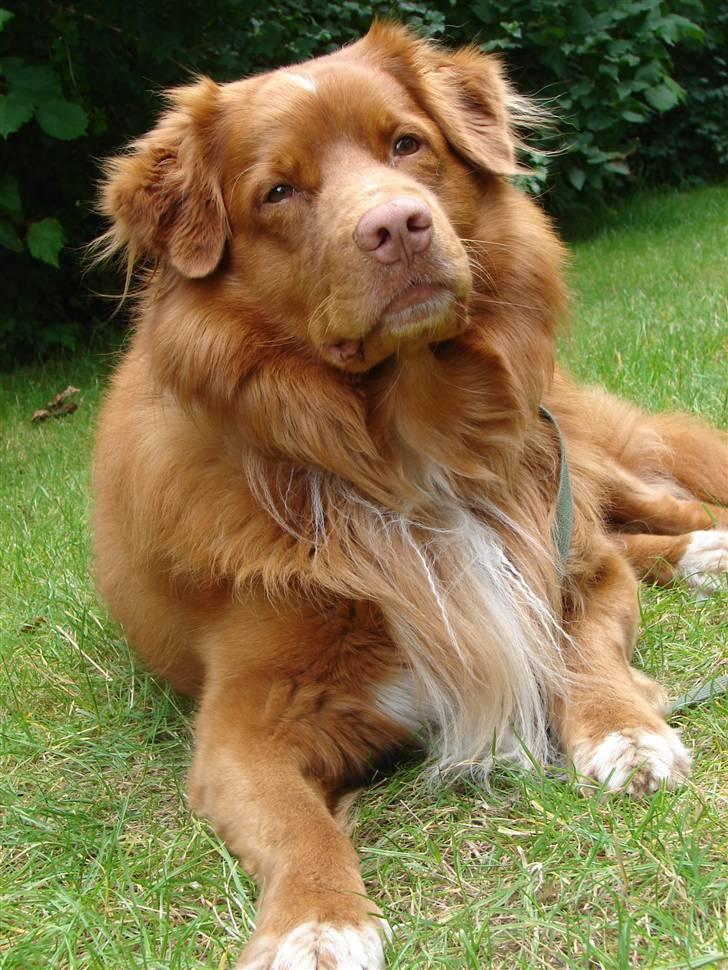 Nova scotia duck tolling retriever Gandalf (2003-2010) billede 11