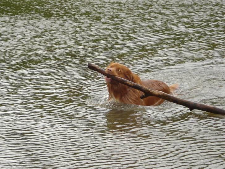 Nova scotia duck tolling retriever Gandalf (2003-2010) billede 12