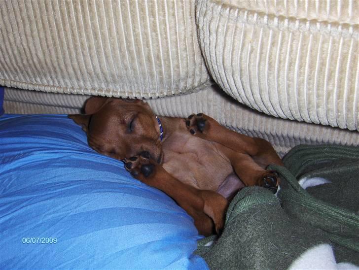 Blanding af racer king billede 4