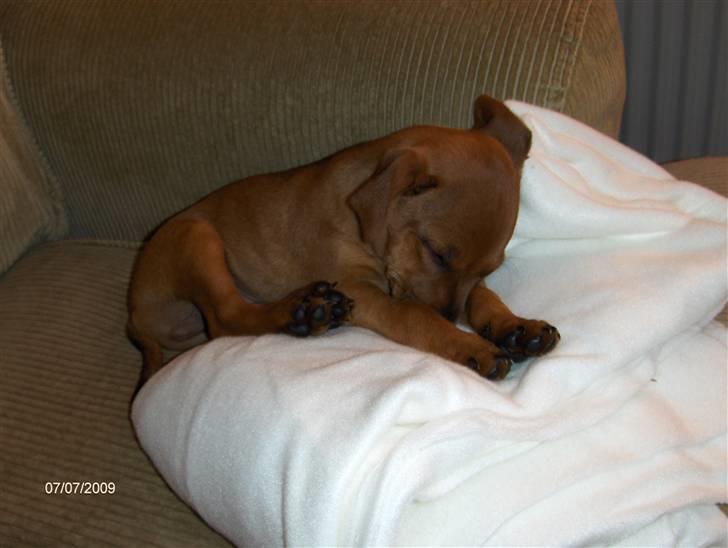 Blanding af racer king billede 5