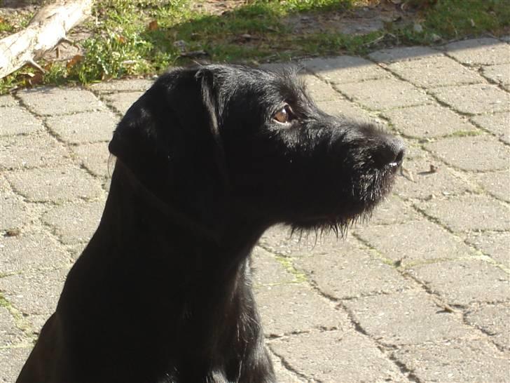 Blanding af racer Zoe - Zoe 4 mdr. billede 12