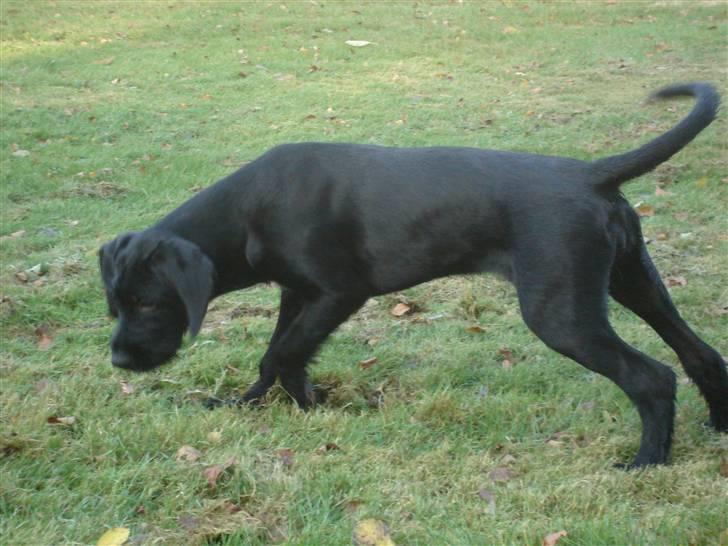 Blanding af racer Zoe - Lige en tur i parken, har fundet noget meget spændende ;) billede 13