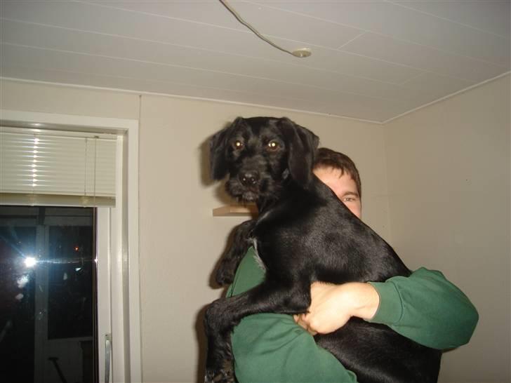 Blanding af racer Zoe - Min kæreste synes stadig ikke hun er for stor til at blive båret ;) billede 14