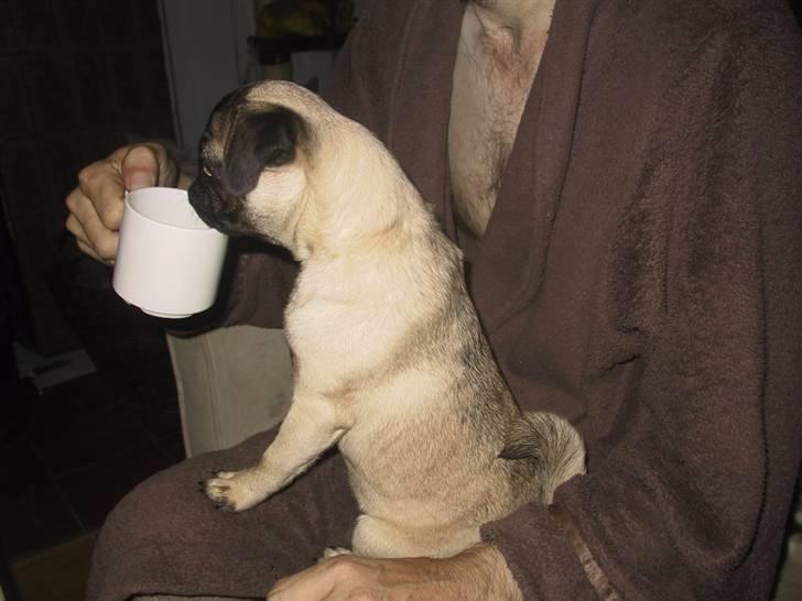 Mops bertha billede 14