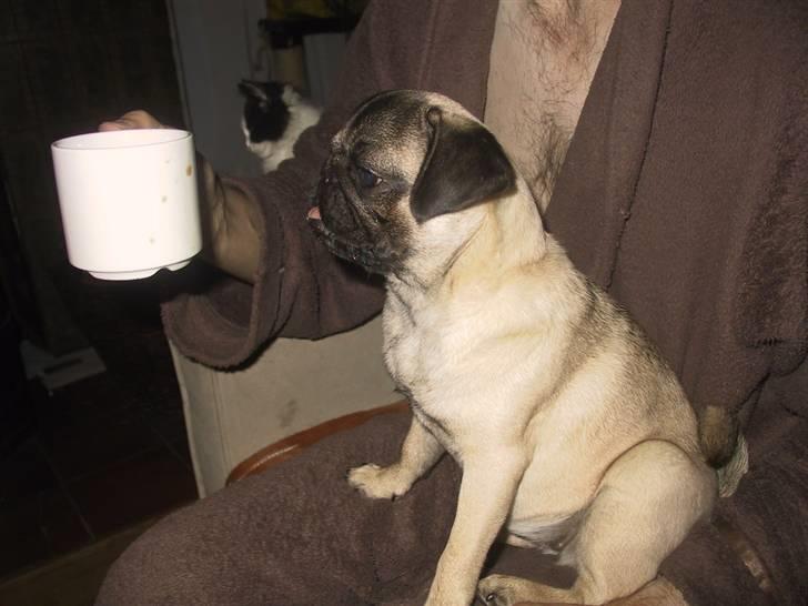 Mops bertha billede 15