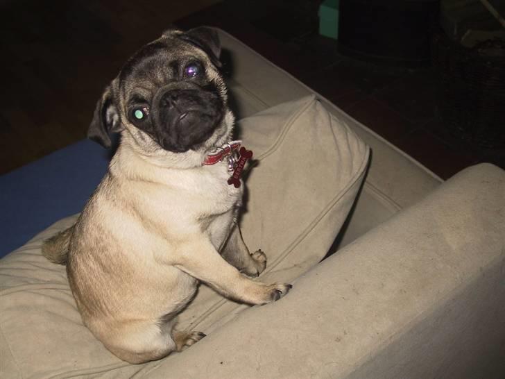 Mops bertha billede 16