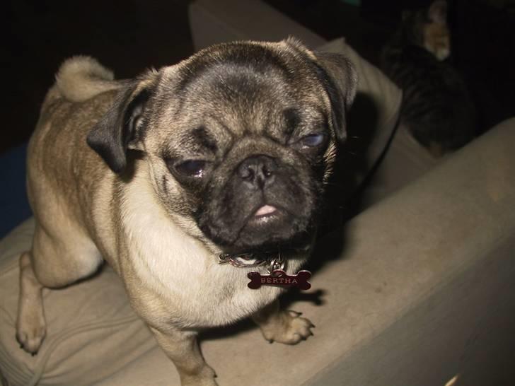 Mops bertha billede 17