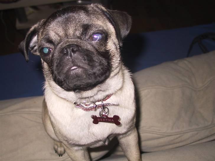 Mops bertha billede 18