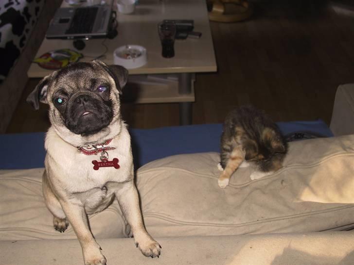 Mops bertha billede 19