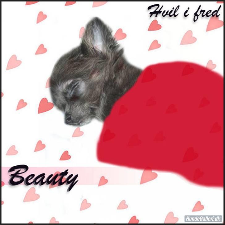 Chihuahua beauty  R.I.P billede 14