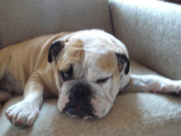 Engelsk bulldog Ælga - Giv mig lige 2. min fred!!! billede 12