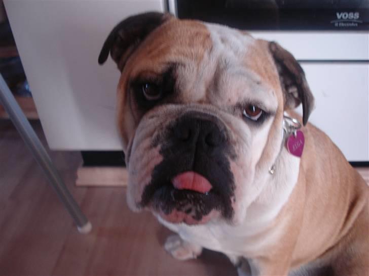 Engelsk bulldog Ælga billede 13