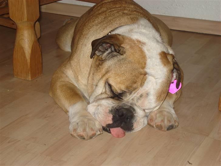 Engelsk bulldog Ælga billede 14