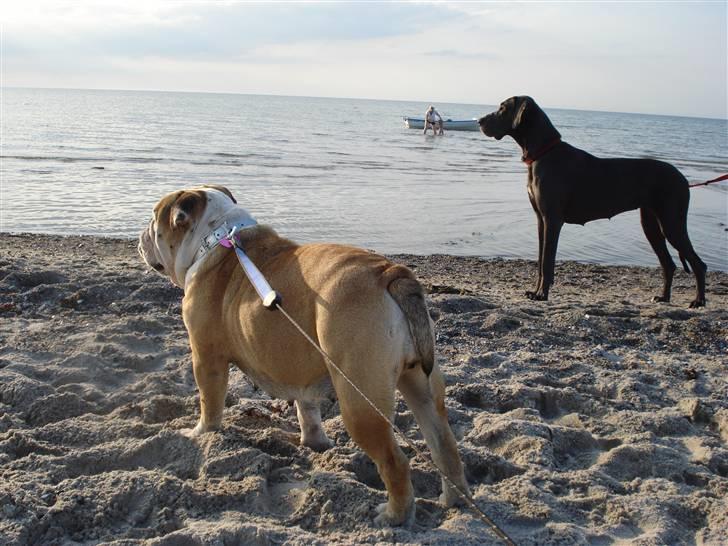 Engelsk bulldog Ælga billede 15