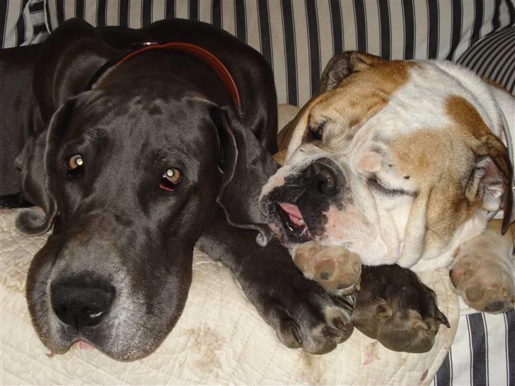 Engelsk bulldog Ælga billede 16