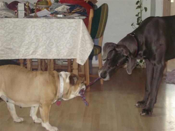 Engelsk bulldog Ælga billede 17