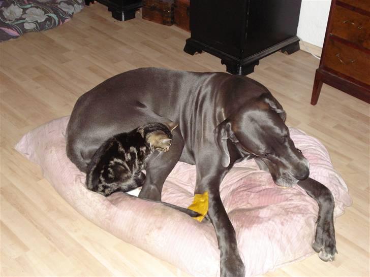 Grand danois Rosa Lina billede 18