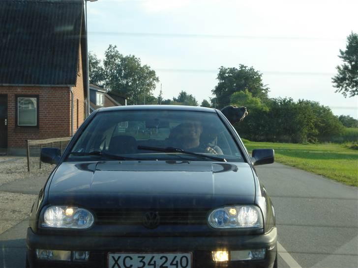 Grand danois Rosa Lina billede 20