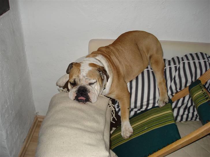 Engelsk bulldog Ælga billede 18