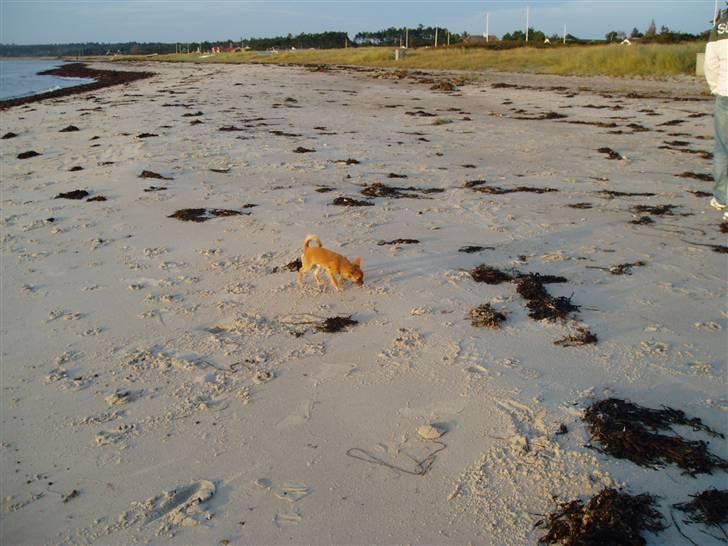 Chihuahua Lui billede 8