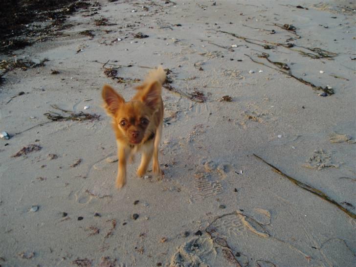 Chihuahua Lui billede 9