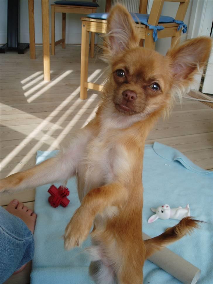 Chihuahua Lui billede 10