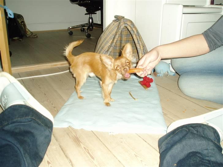 Chihuahua Lui billede 11