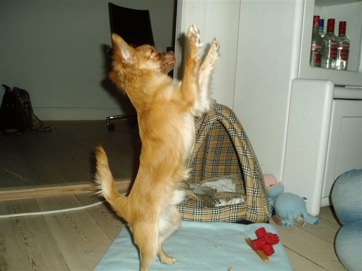 Chihuahua Lui billede 12