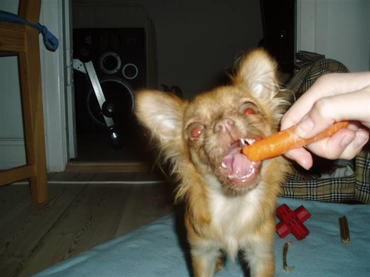 Chihuahua Lui billede 13