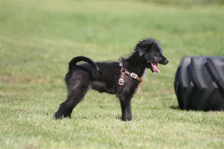 Pyrenæisk hyrdehund Jomgardens Irma billede 7